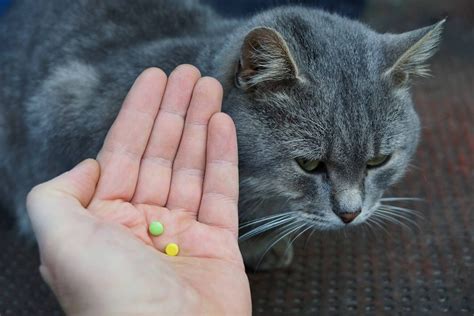 are generic pet medications safe